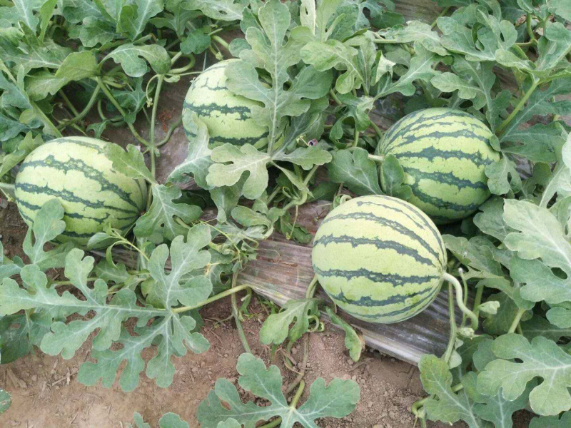 东台8424西瓜🍉专业团队代发全国各大市场