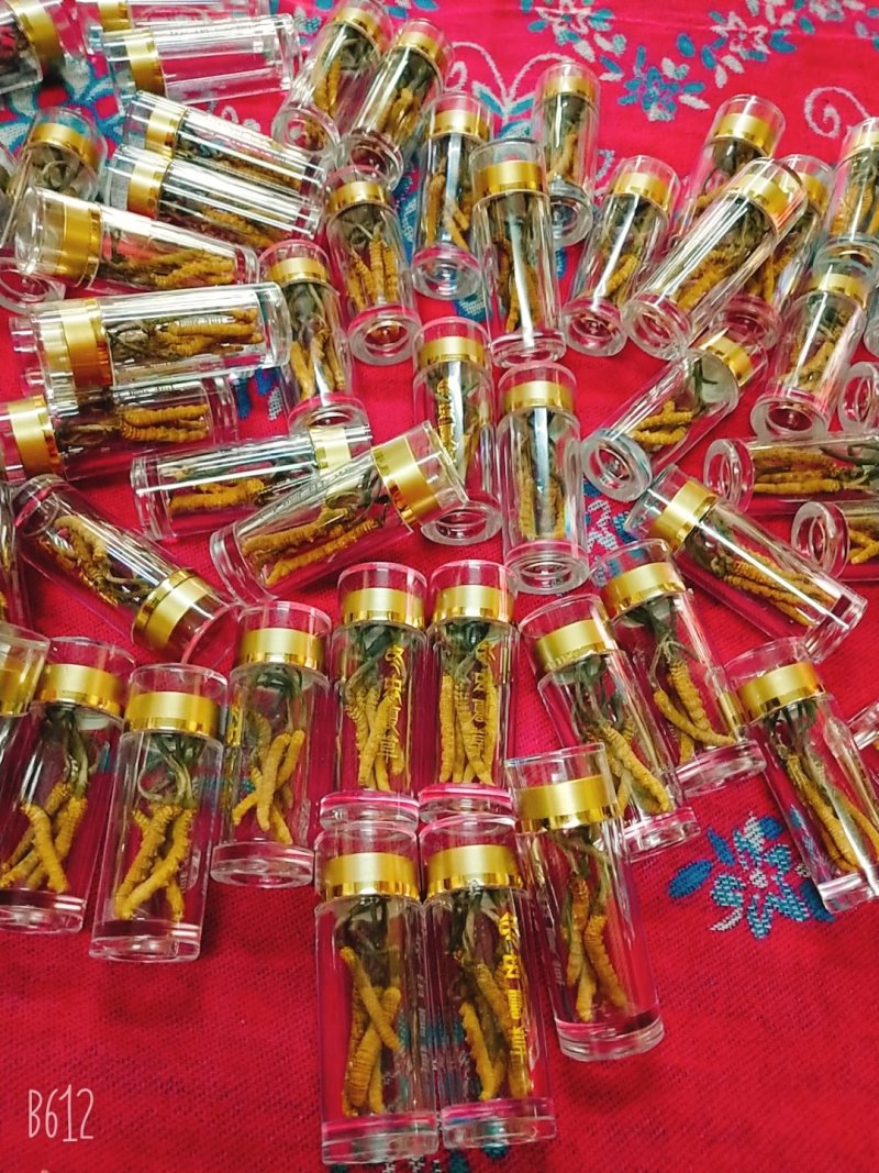玉树精品冬虫夏草30根礼盒装(一盒起发包邮)