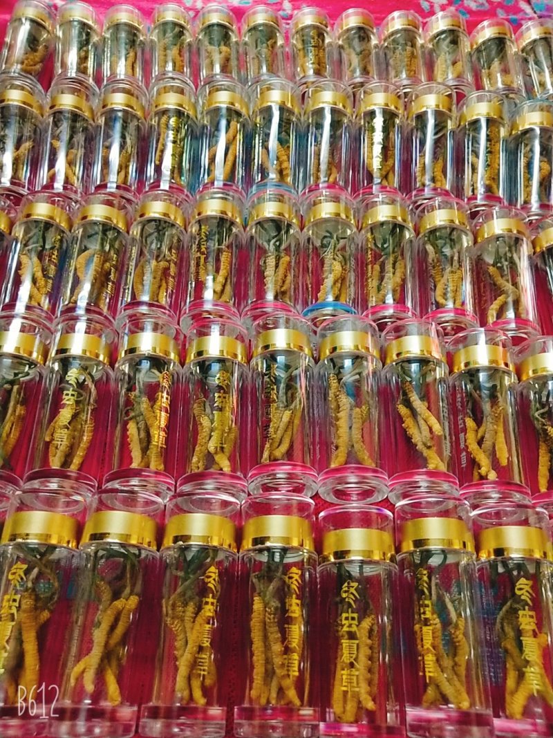 玉树精品冬虫夏草30根礼盒装(一盒起发包邮)
