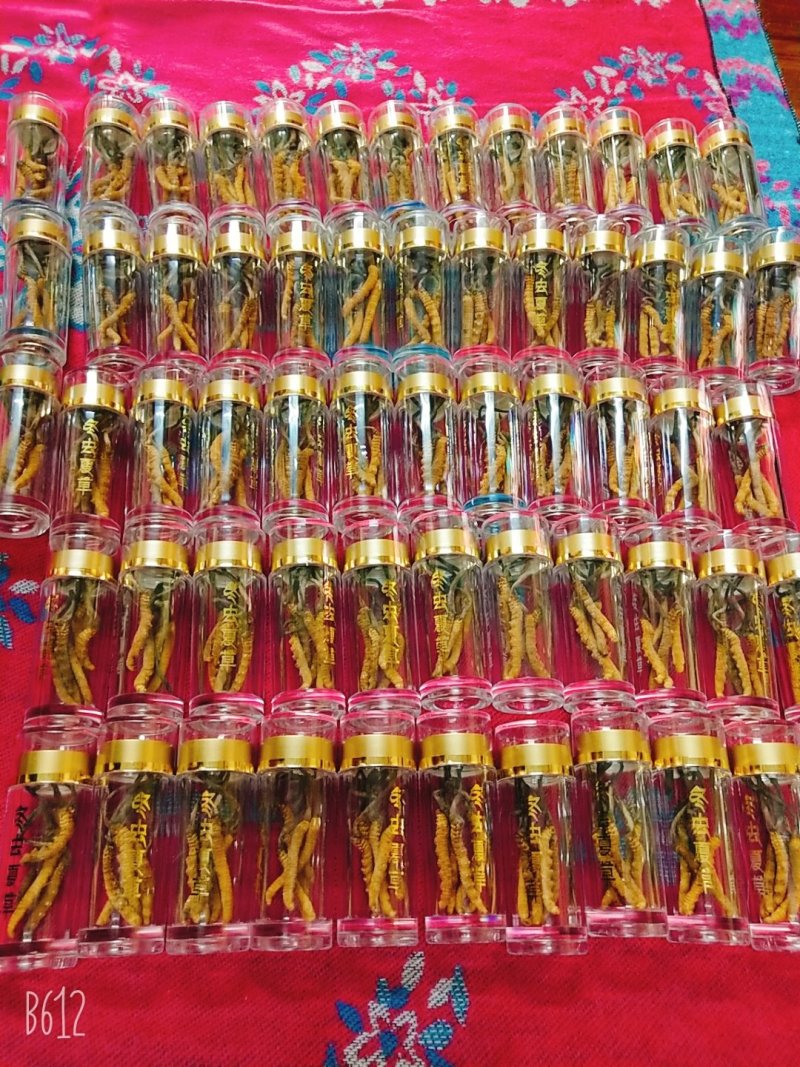 玉树精品冬虫夏草30根礼盒装(一盒起发包邮)