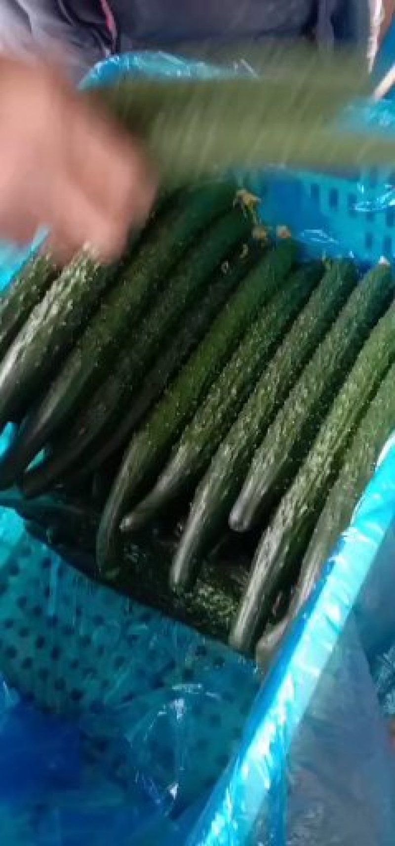 黄瓜25公分以上干花带刺质量好，货源充足！