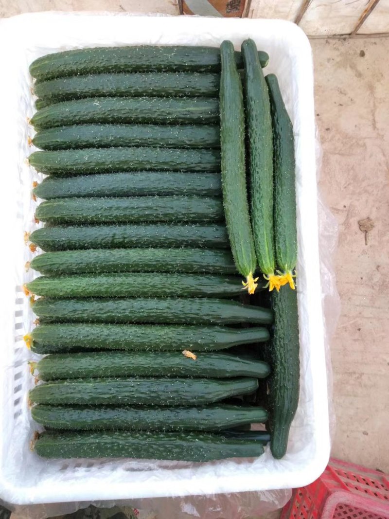 黄瓜25公分以上干花带刺质量好，货源充足！