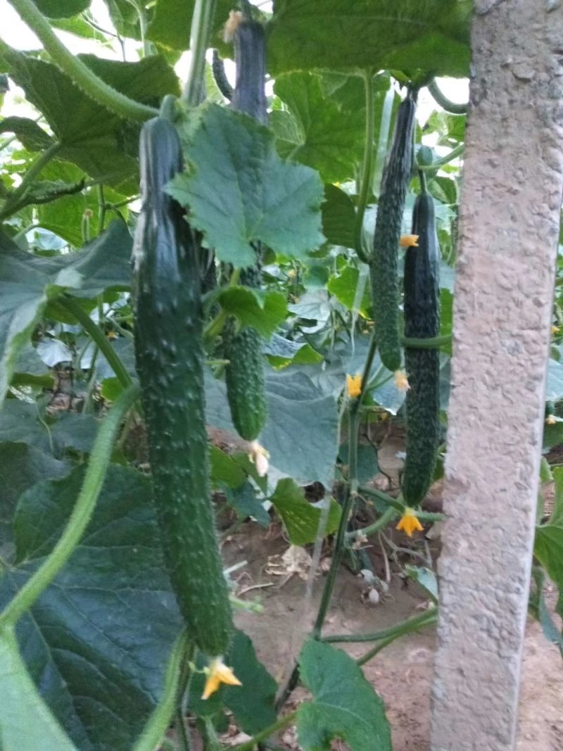 黄瓜25公分以上干花带刺质量好，货源充足！