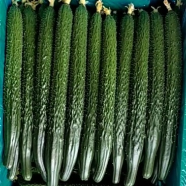 黄瓜25公分以上干花带刺质量好，货源充足！