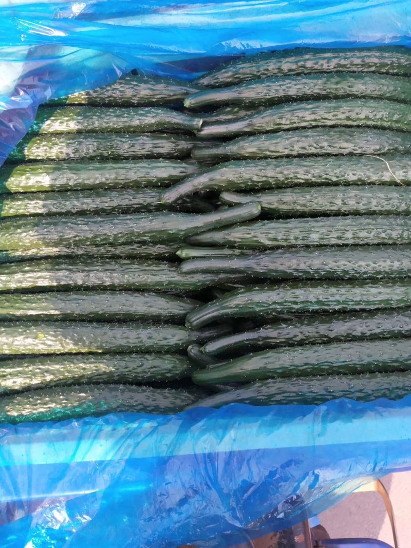黄瓜25公分以上干花带刺质量好，货源充足！