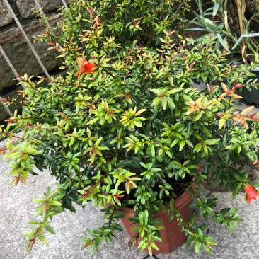 花石榴各类均有库存大量请联系