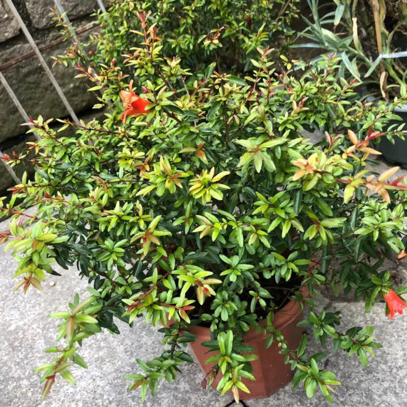 花石榴各类均有库存大量请联系