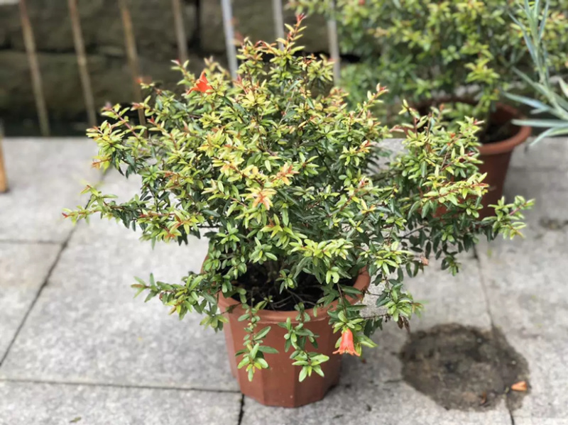 花石榴各类均有库存大量请联系