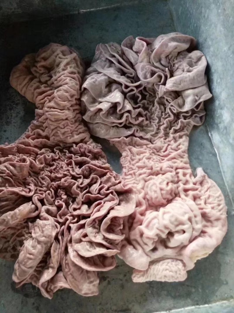 批发国产半成品牛伞袋兆达清真畜产品常年大量供应半成品牛伞