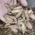 牛蒡茶味香足干无硫磺