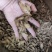 牛蒡茶味香足干无硫磺