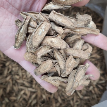 牛蒡茶味香足干无硫磺