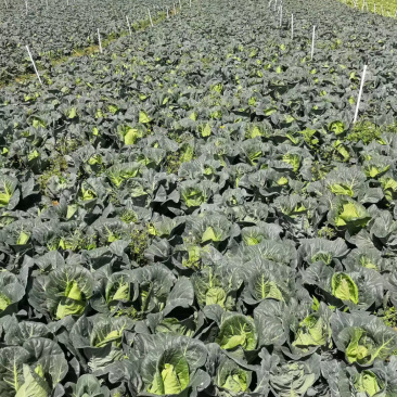 牛心菜精品好货新老品种都有支持全国发货