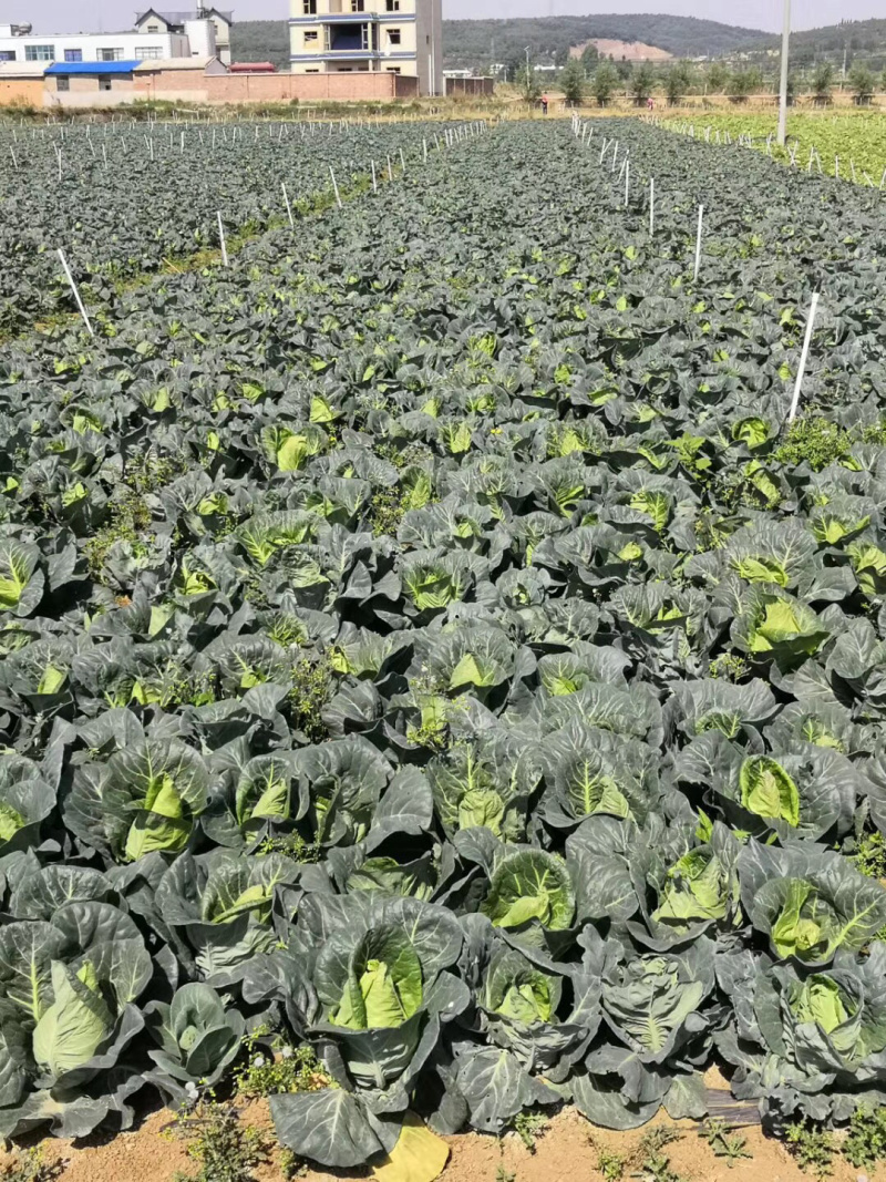 牛心菜精品好货新老品种都有支持全国发货
