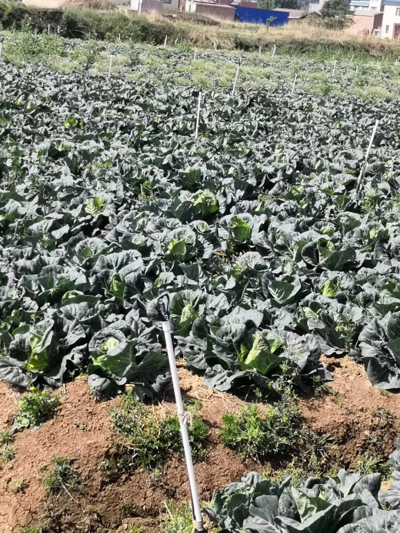 牛心菜精品好货新老品种都有支持全国发货