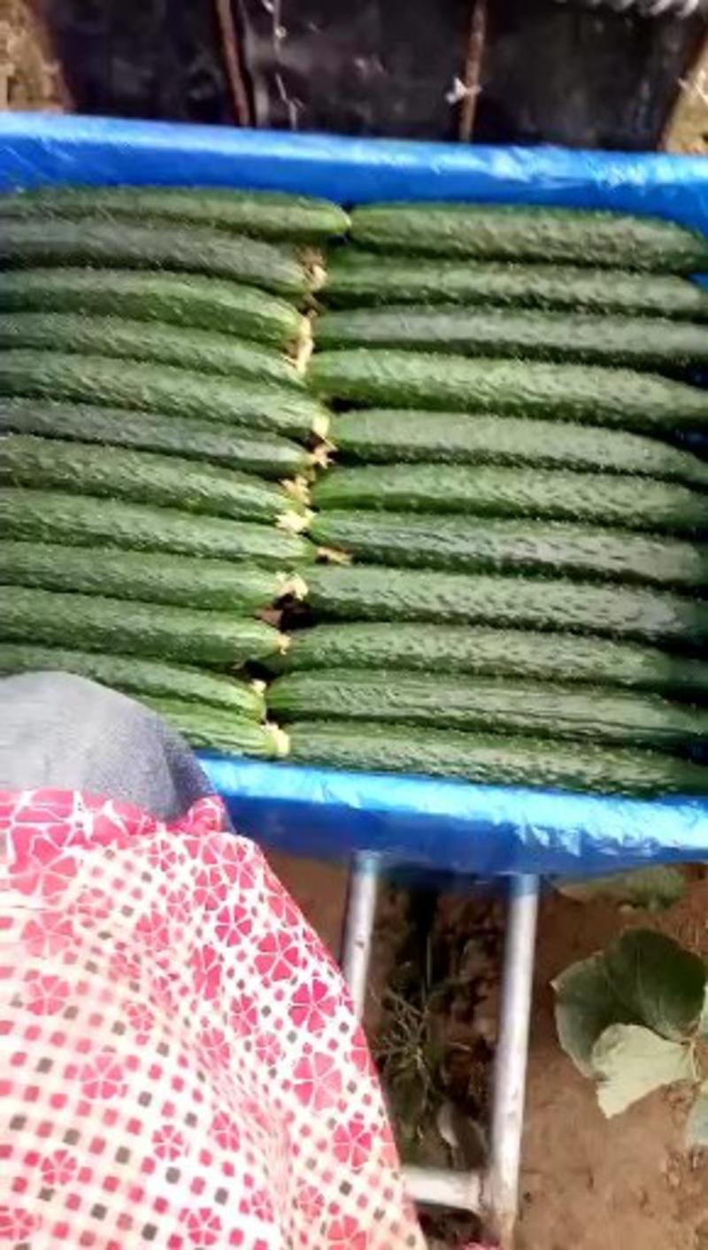 黄瓜25公分以上干花带刺质量好，货源充足！