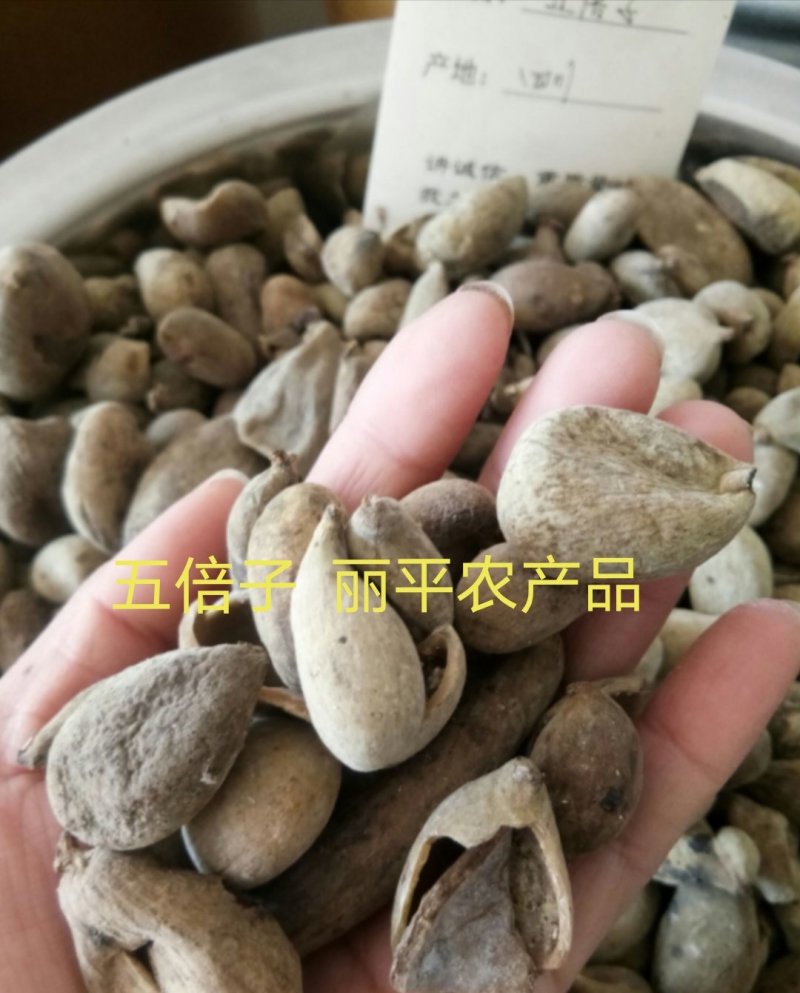 五倍子正品优质个干净无杂百虫仓另有蛇床子