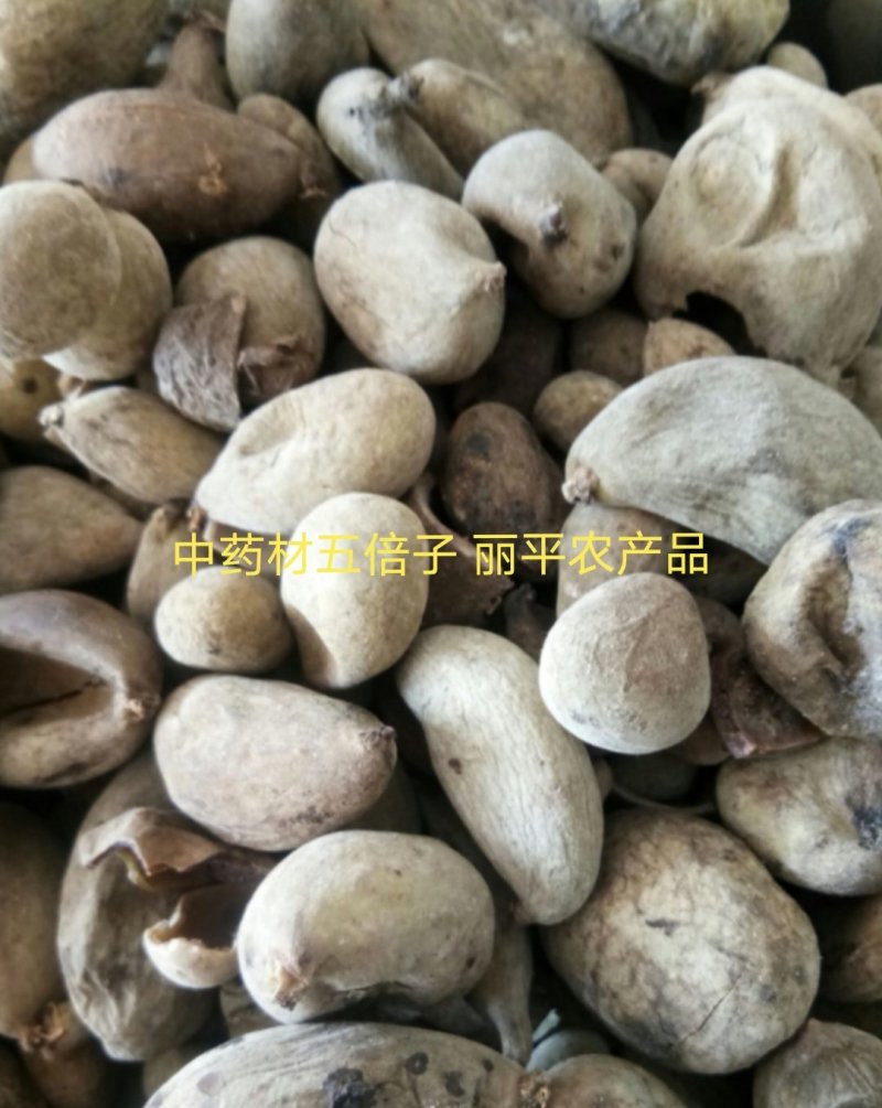 五倍子正品优质个干净无杂百虫仓另有蛇床子