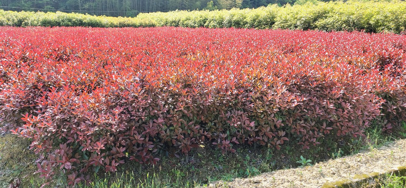 红叶石楠在春季新叶与老叶交替的状态