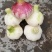 金乡大蒜糖蒜。专门儿腌制糖蒜。干度正好。