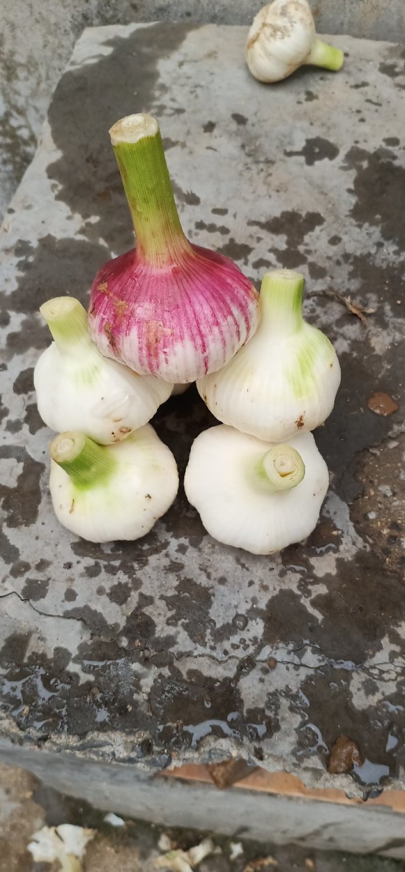 金乡大蒜糖蒜。专门儿腌制糖蒜。干度正好。