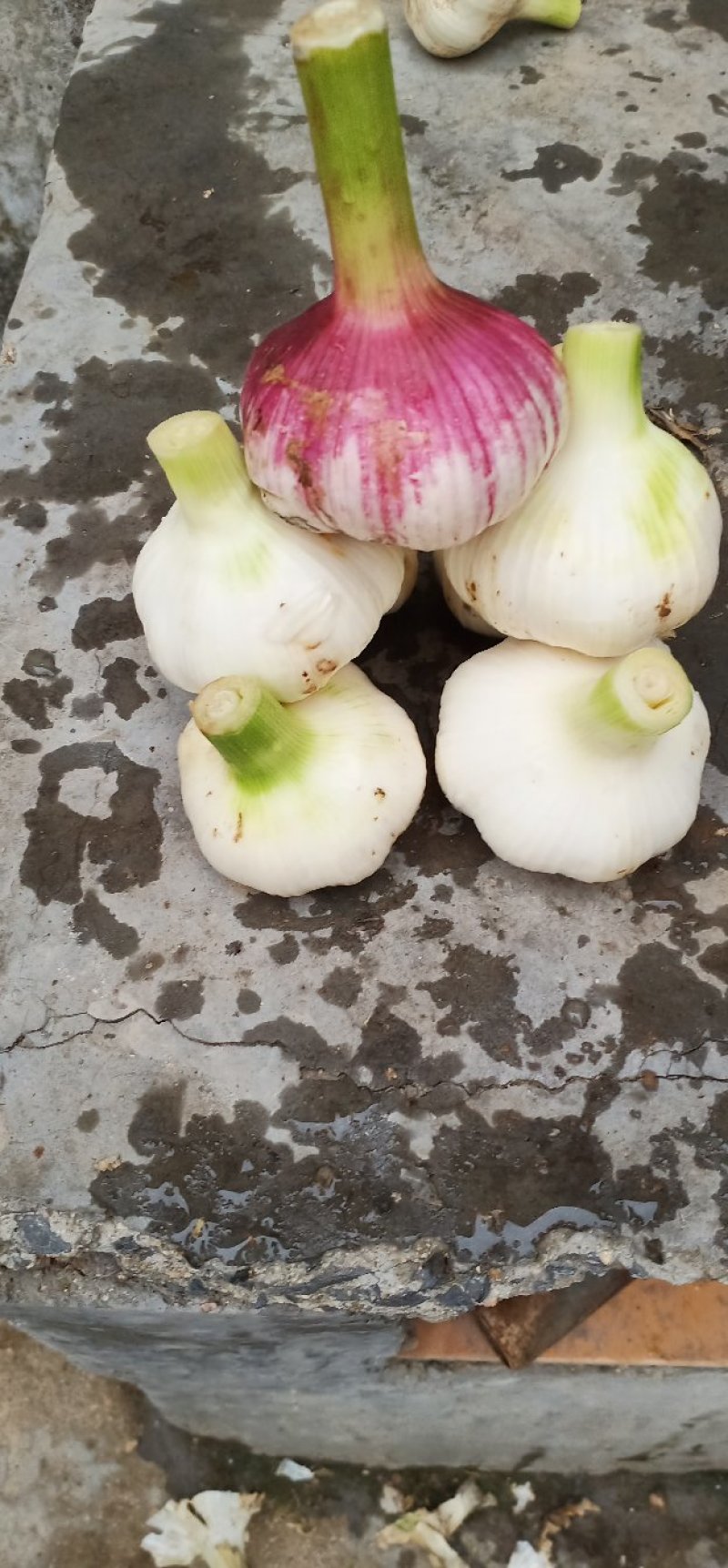 金乡大蒜糖蒜。专门儿腌制糖蒜。干度正好。