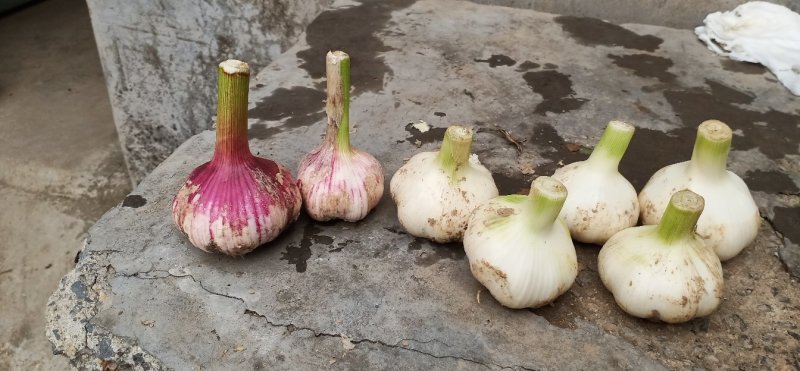 金乡大蒜糖蒜。专门儿腌制糖蒜。干度正好。