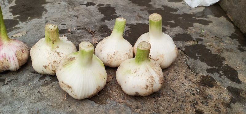 金乡大蒜糖蒜。专门儿腌制糖蒜。干度正好。