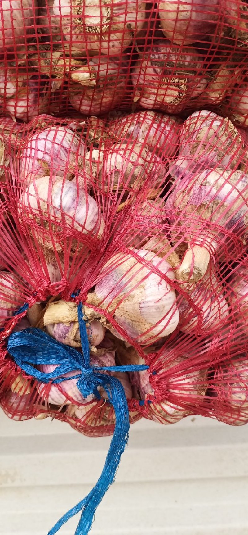 金乡大蒜糖蒜。专门儿腌制糖蒜。干度正好。