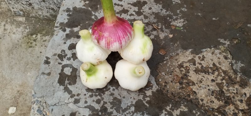 金乡大蒜糖蒜。专门儿腌制糖蒜。干度正好。