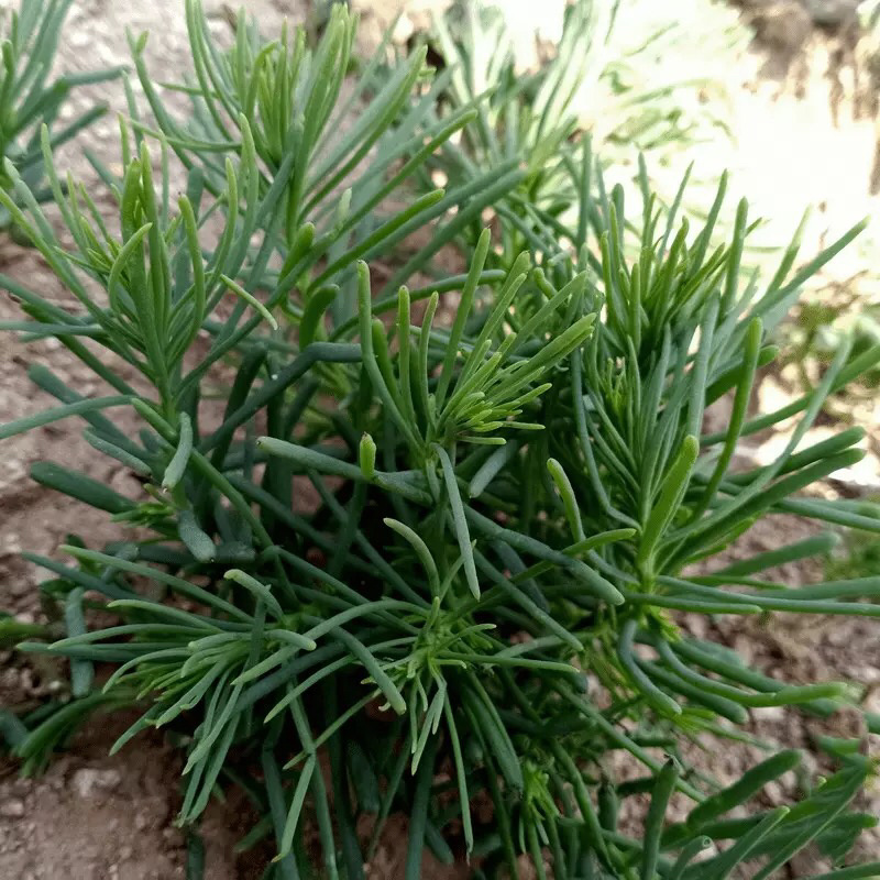 黄须菜产地直供-寿光蔬菜基地直发