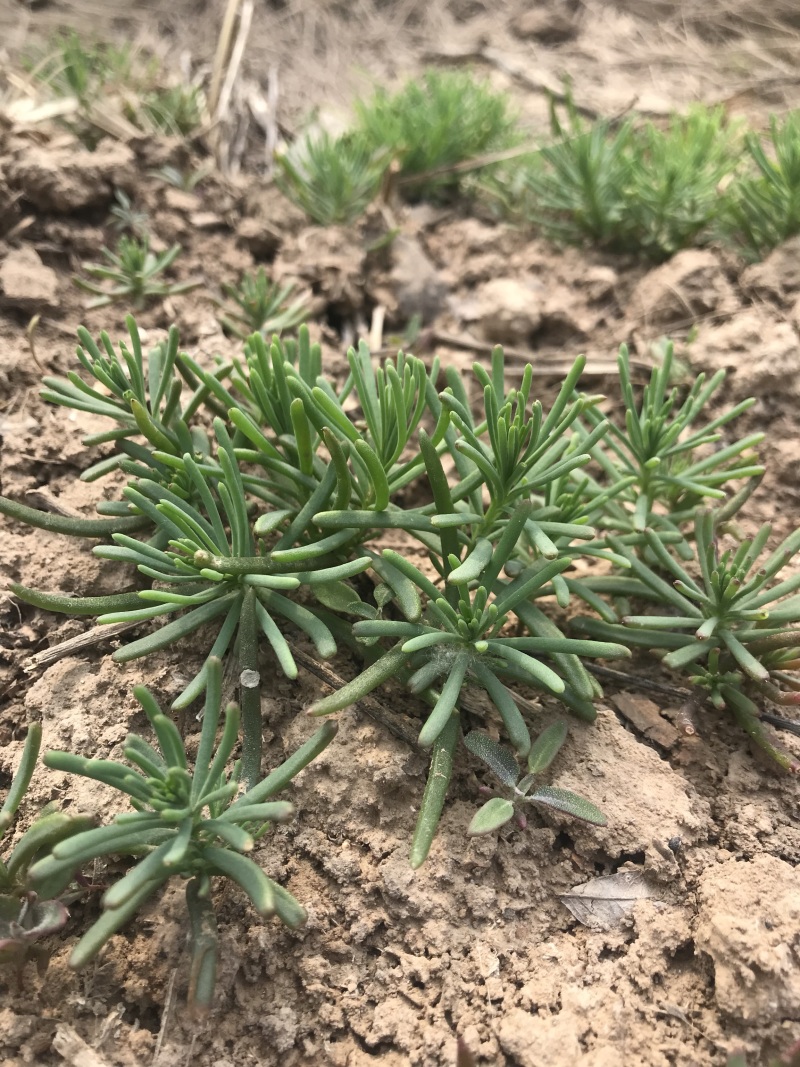 黄须菜产地直供-寿光蔬菜基地直发