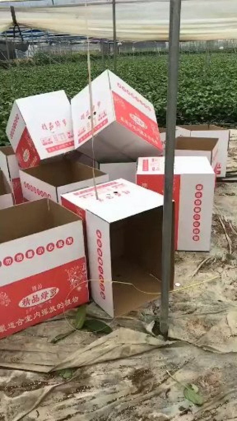 绿萝基地批发，零售，全国发货，保证质量，
