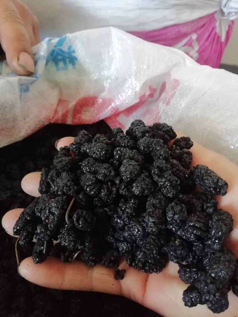 桑椹干