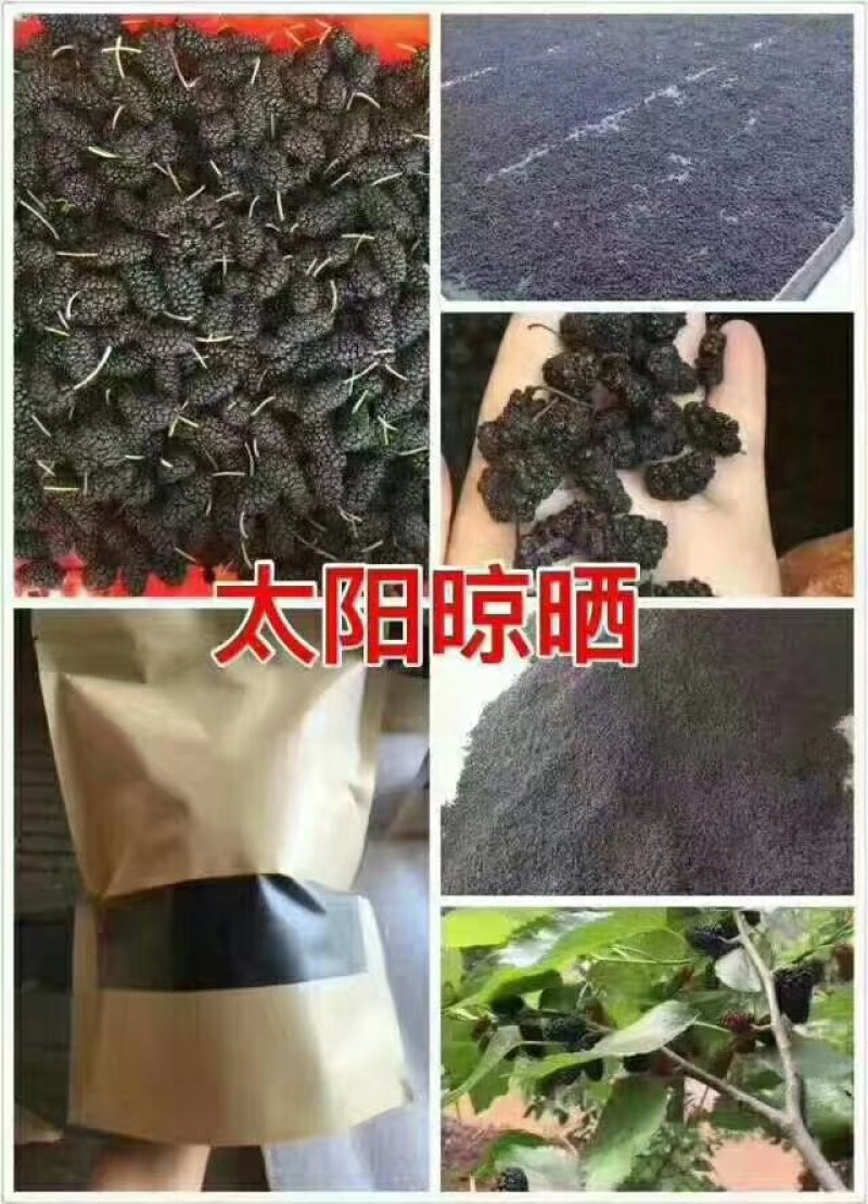 桑椹干