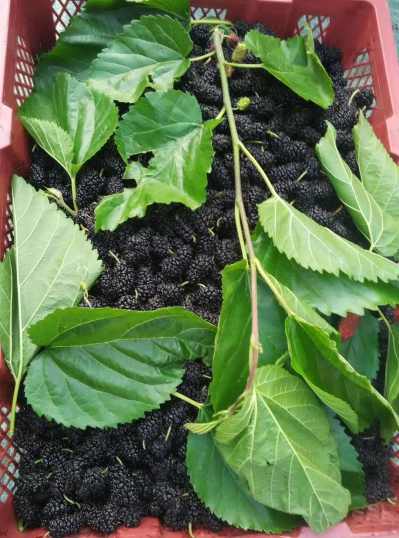 桑椹干