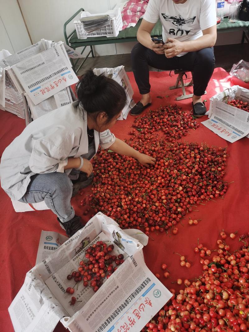 泰安露天万亩大樱桃产销基地早红宝石早大果布鲁克斯