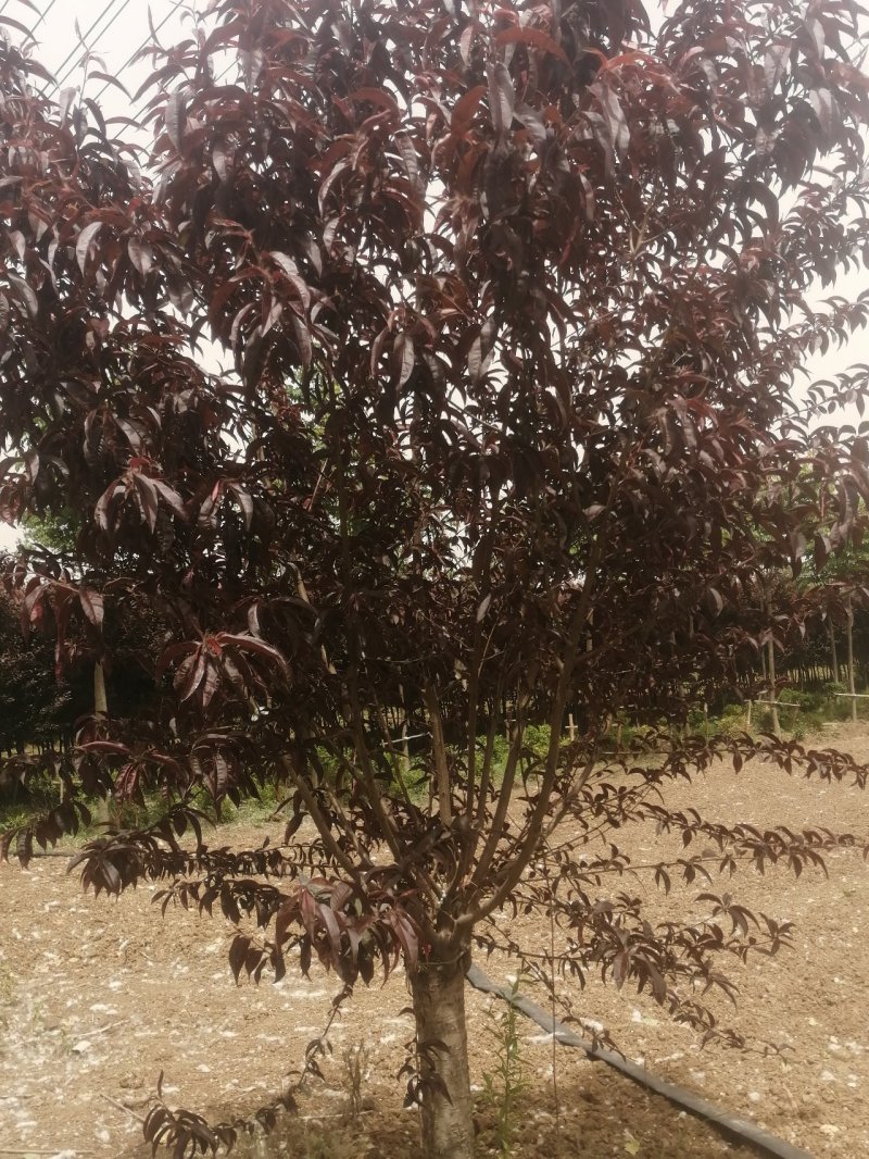 碧桃