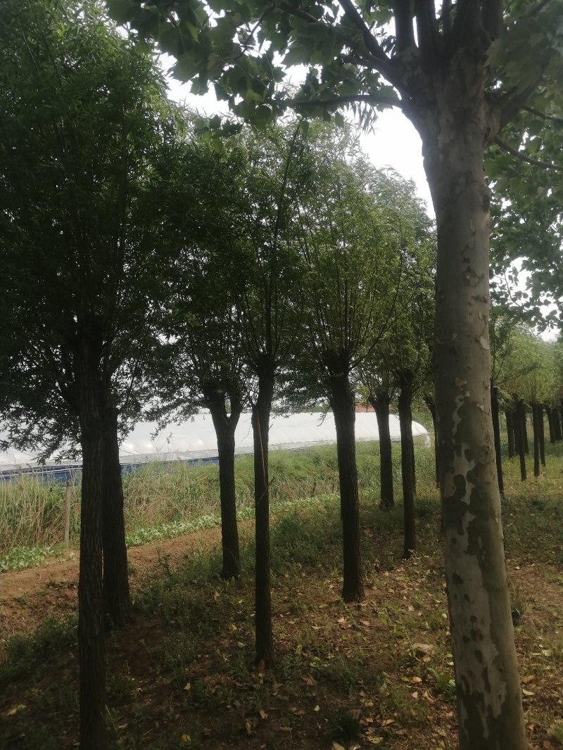 柳树
