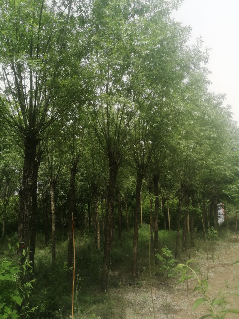 柳树