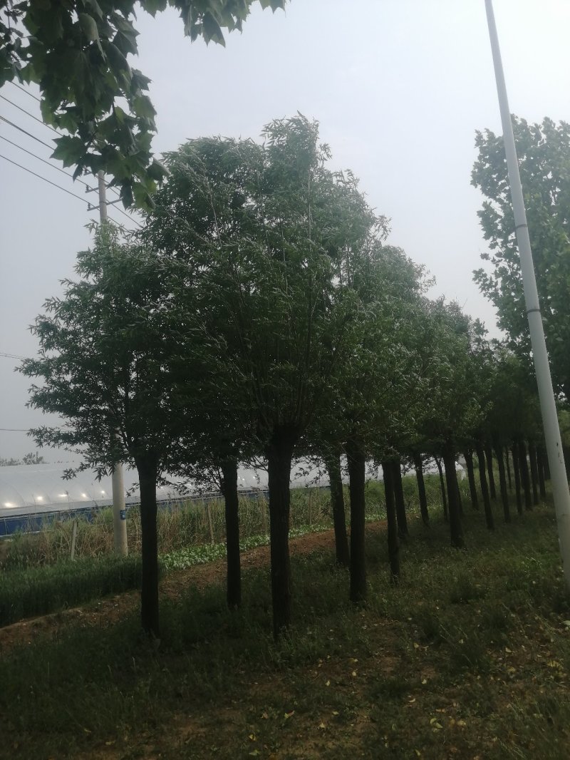 柳树