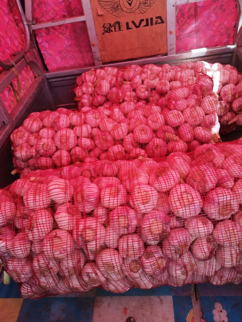 精品大蒜，产地直供，代发全国，一手货源，质量保证