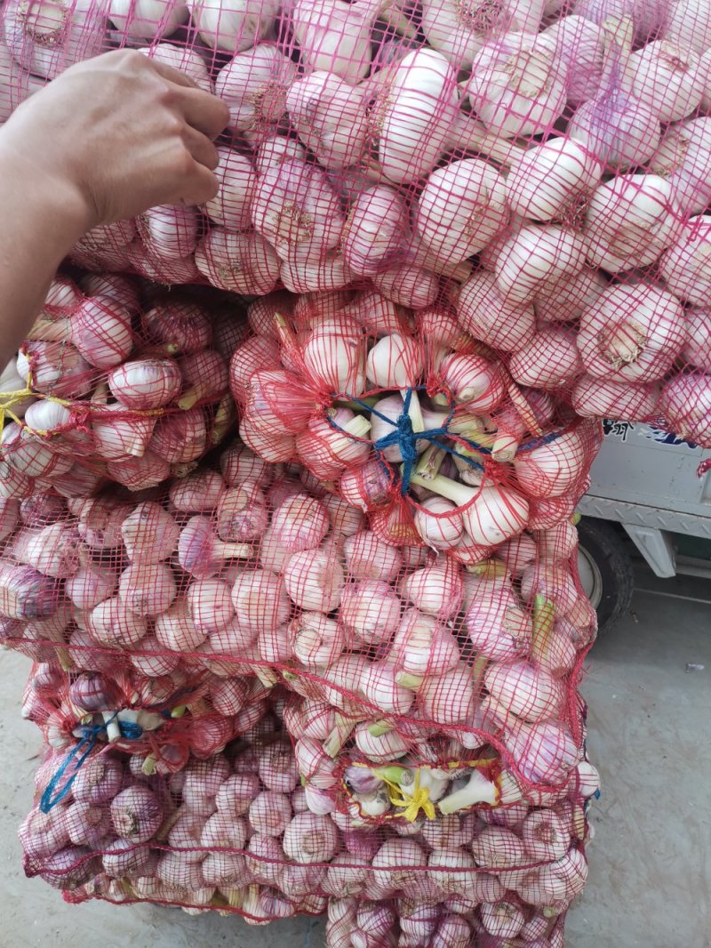精品大蒜，产地直供，代发全国，一手货源，质量保证