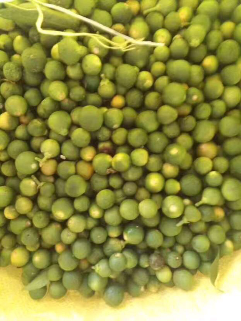 枳实橙类干货纯干货好