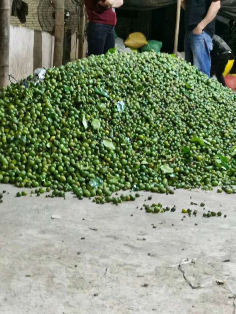 枳实橙类干货纯干货好