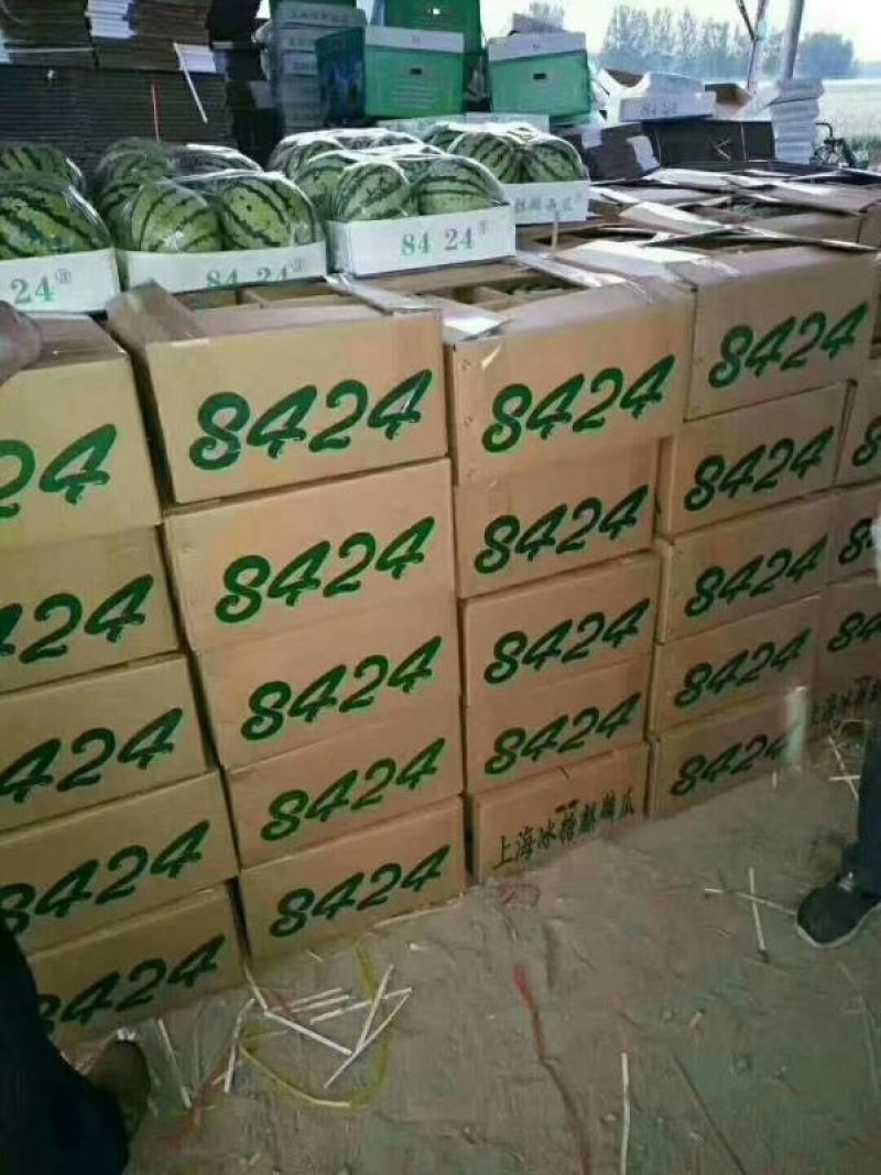 精品8424西瓜产地直供质量保证价格美丽欢迎合作