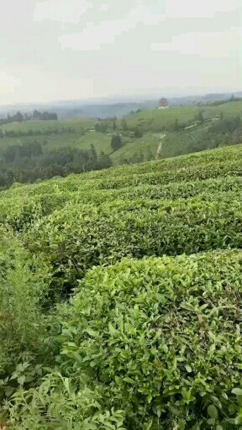 大型茶厂直供毛茶，可以色选