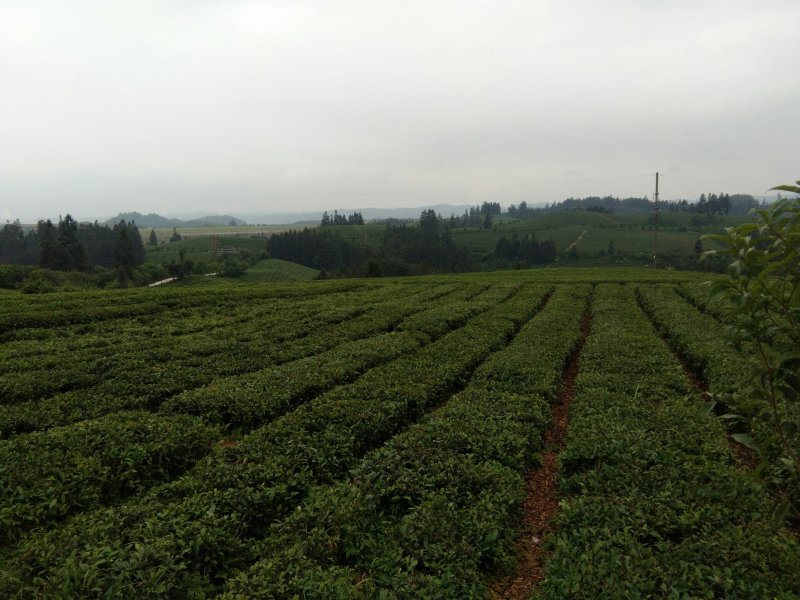 大型茶厂直供毛茶，可以色选