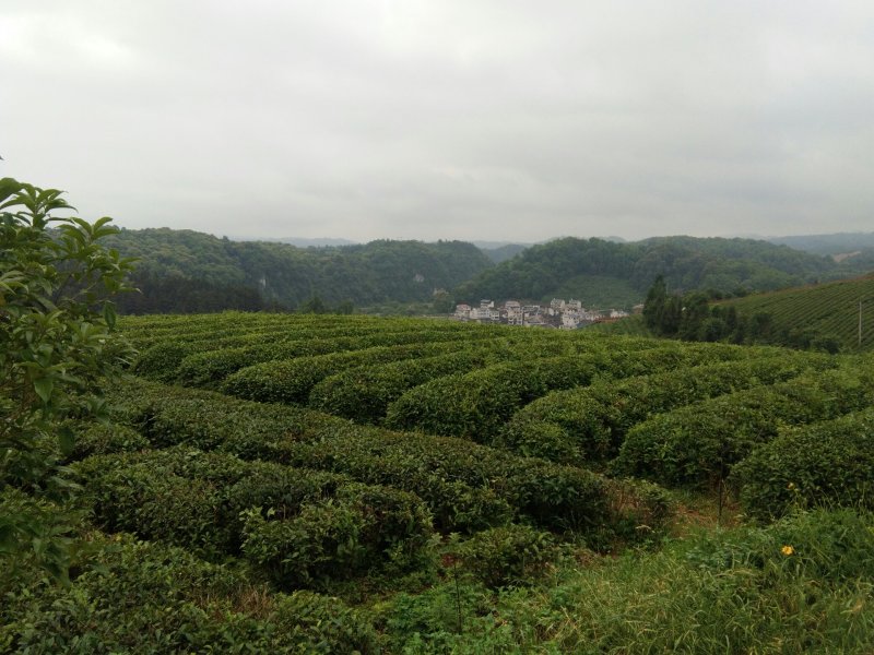 大型茶厂直供毛茶，可以色选