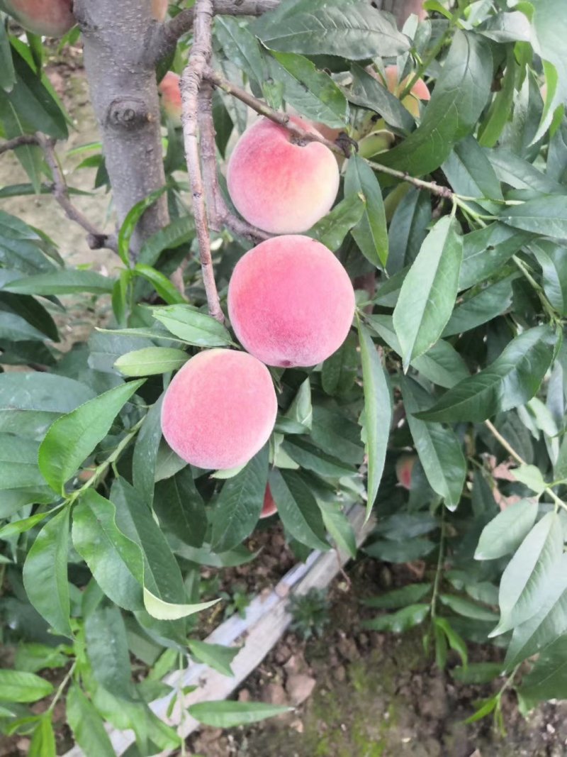 陕西水蜜桃蟠桃油桃油蟠桃包邮对接平台一件代发